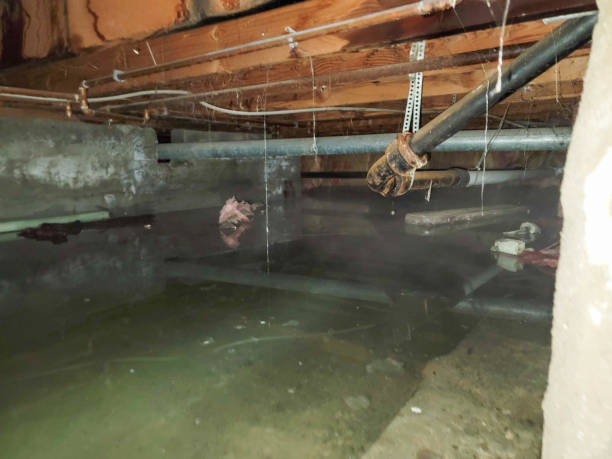Best Professional water damage repair  in Jan Phyl Village, FL